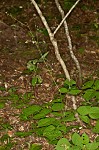 Pointedleaf ticktrefoil