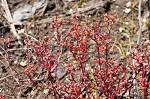 Elf orpine