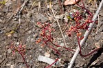 Elf orpine