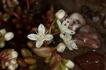 Elf orpine