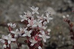 Elf orpine