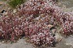 Elf orpine