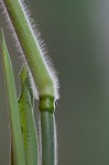 Velvet panicum