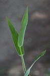 Velvet panicum