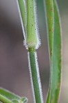 Velvet panicum