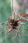 Velvet panicum