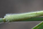 Velvet panicum