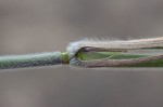 Velvet panicum