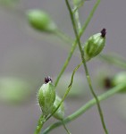 Velvet panicum