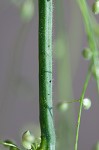 Velvet panicum