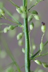 Velvet panicum