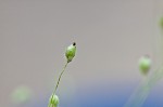 Velvet panicum