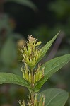 Southern bush honeysuckle