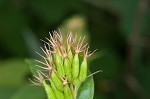 Southern bush honeysuckle