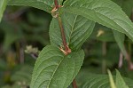 Southern bush honeysuckle