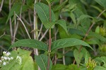 Southern bush honeysuckle