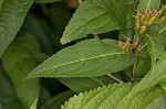 Southern bush honeysuckle