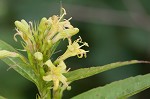 Southern bush honeysuckle