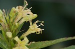 Southern bush honeysuckle