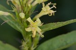 Southern bush honeysuckle