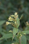 Southern bush honeysuckle