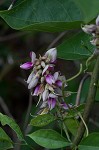 Boykin's clusterpea