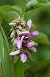 Boykin's clusterpea