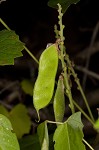 Boykin's clusterpea