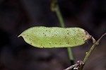 Boykin's clusterpea