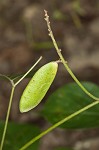 Boykin's clusterpea