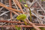 Venus' fly trap