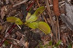 Venus' fly trap