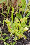 Venus' fly trap