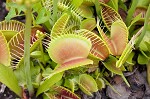 Venus' fly trap