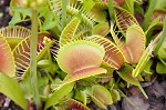 Venus' fly trap