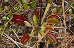 Venus' fly trap