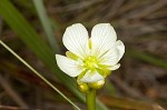 Venus' fly trap