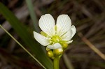 Venus' fly trap