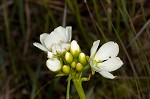 Venus' fly trap