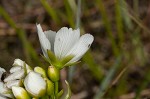 Venus' fly trap