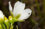 Venus' fly trap