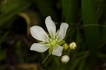 Venus' fly trap