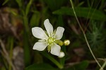 Venus' fly trap