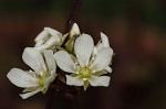 Venus' fly trap