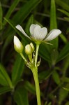 Venus' fly trap