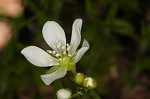 Venus' fly trap