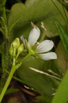 Venus' fly trap