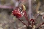 Venus' fly trap