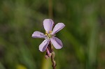 Tracy's sundew