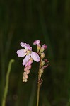 Tracy's sundew